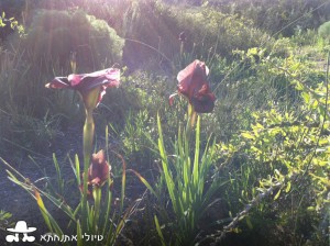 אירוס הארגמן