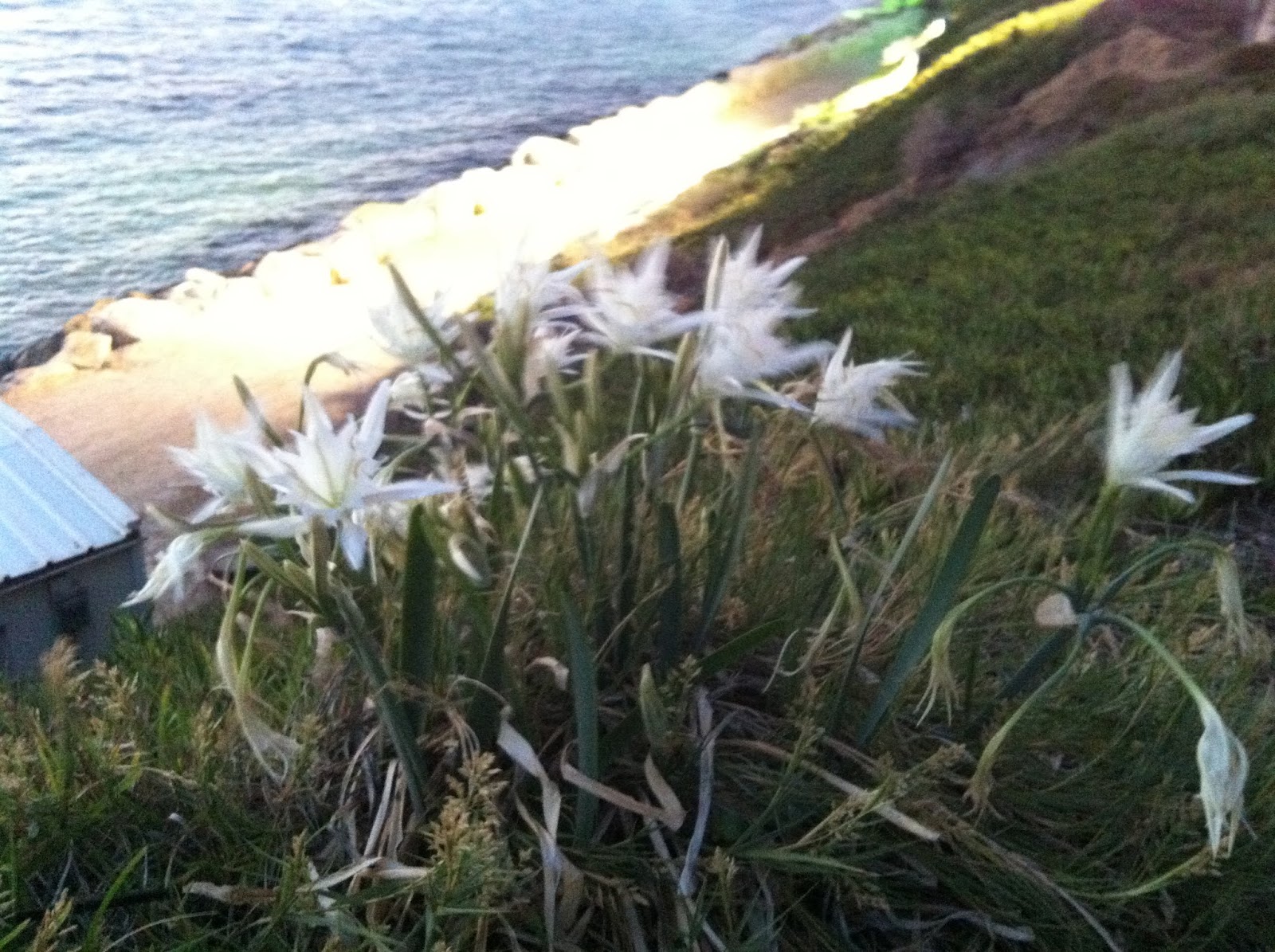 חבצלות החוף