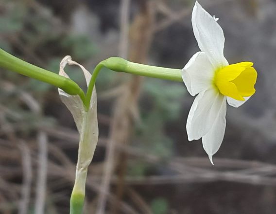 Common Narcissus