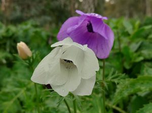כלנית מנחת מגידו