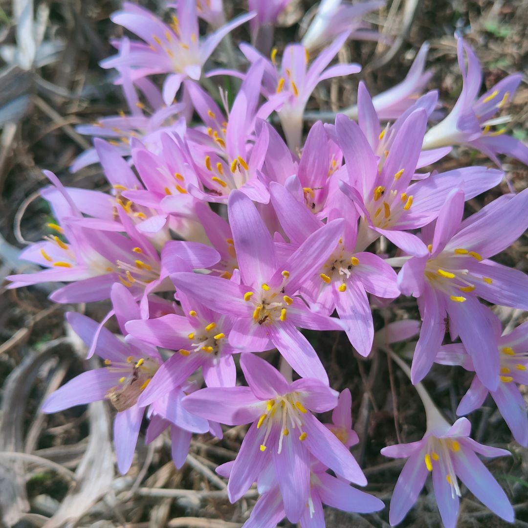 Stevens Meadow-saffron